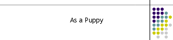 As a Puppy